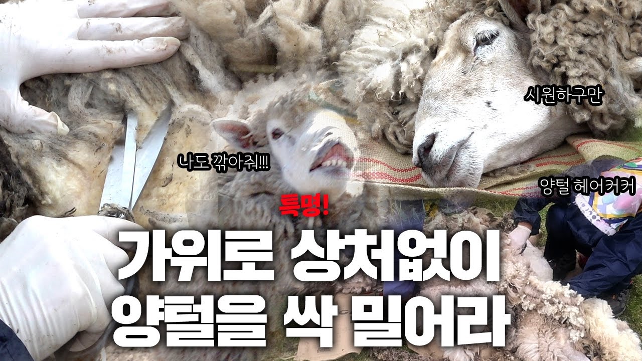 양털 바리깡 말고 가위로 싹 밀어봤습니다✂️ 보기만 내가 다 시원 [보롬왓 양털 깎기 편]
