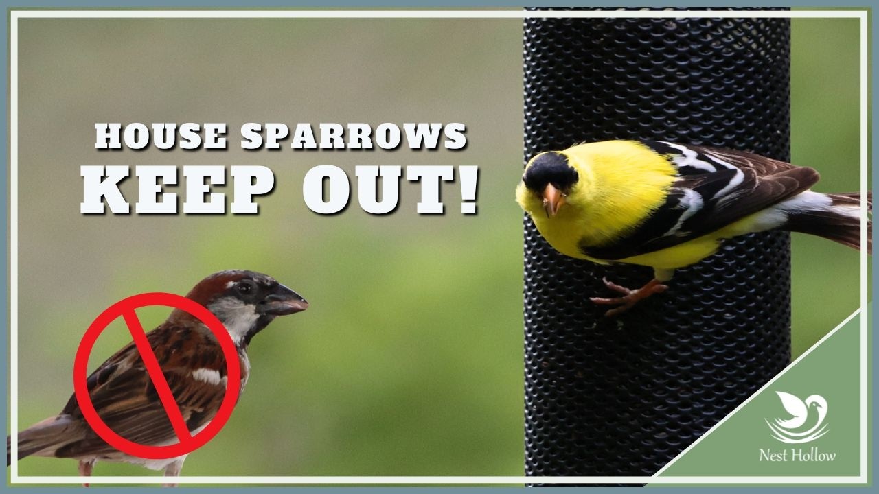 DISCOURAGE House Sparrows from Goldfinch Feeders: What Works, What Doesn't