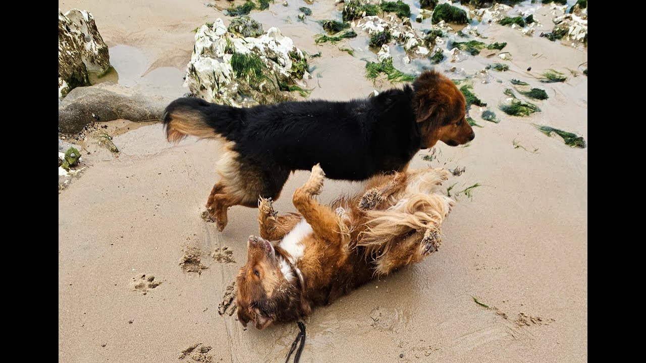 Milo & Yogi 2025
