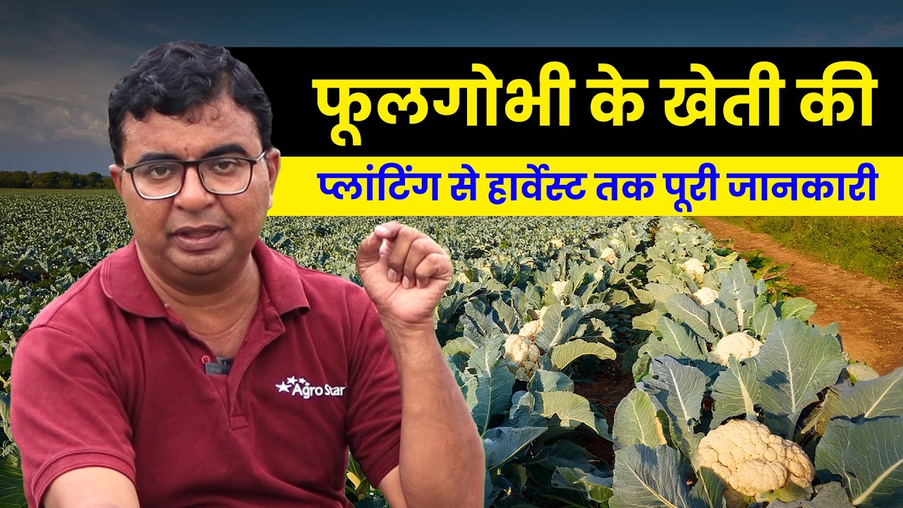🥦फूलगोभी की फसल क्यों खराब हो जाती है? 🤔 Phool gobhi ki kheti | Cauliflower farming | AgroStar