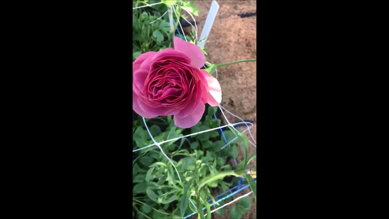 A walk through our Ranunculus greenhouse
