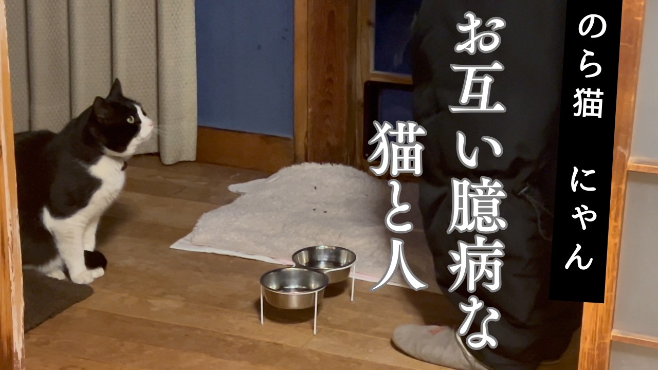 一緒にいたいのに臆病な人と猫