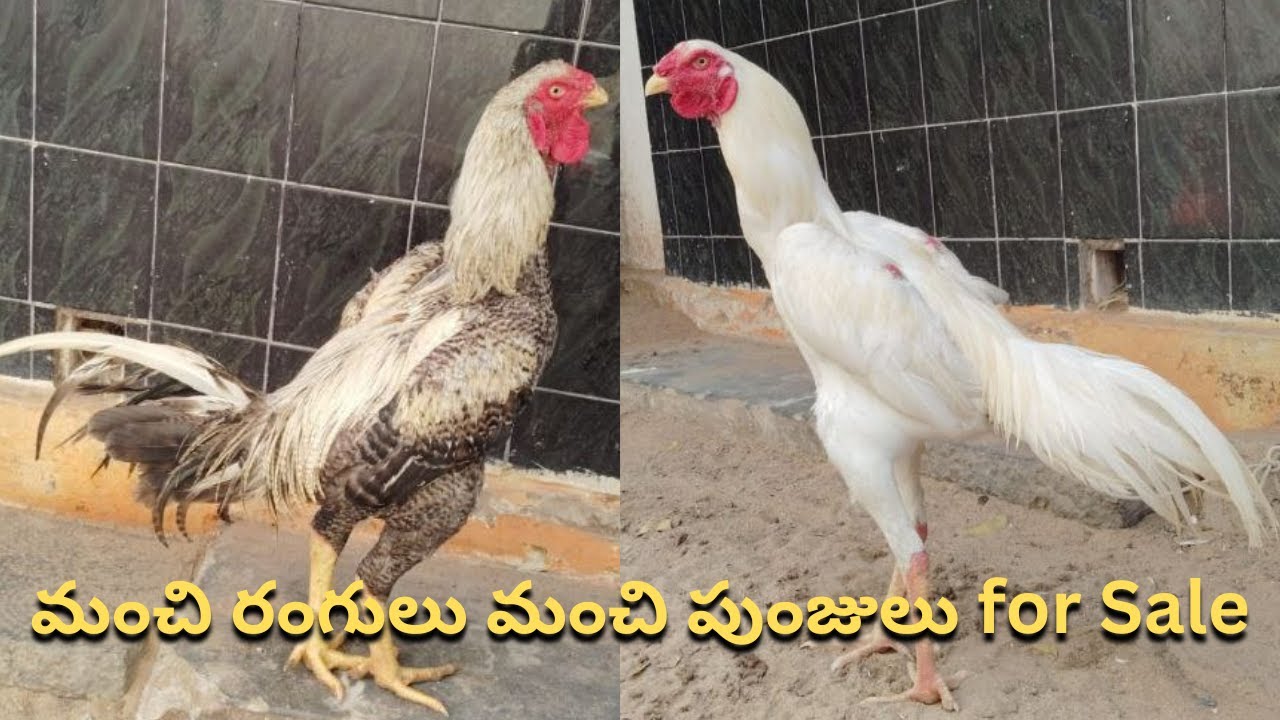 మంచి రంగులు మంచి పుంజులు for Sale / Narasimha babu / 8008998909