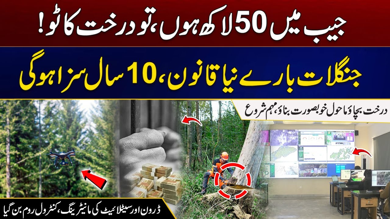 5 Million In Pocket, Then Cut Down a Tree | New Law On Forests, 10 Years In Prison | City21