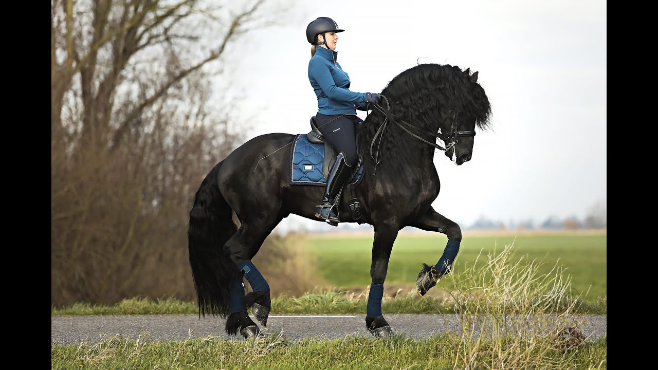 Stal Okkema's Yeske Sport Elite - Michiel x Beart - Approved Stallion - 2015 - 1.71m