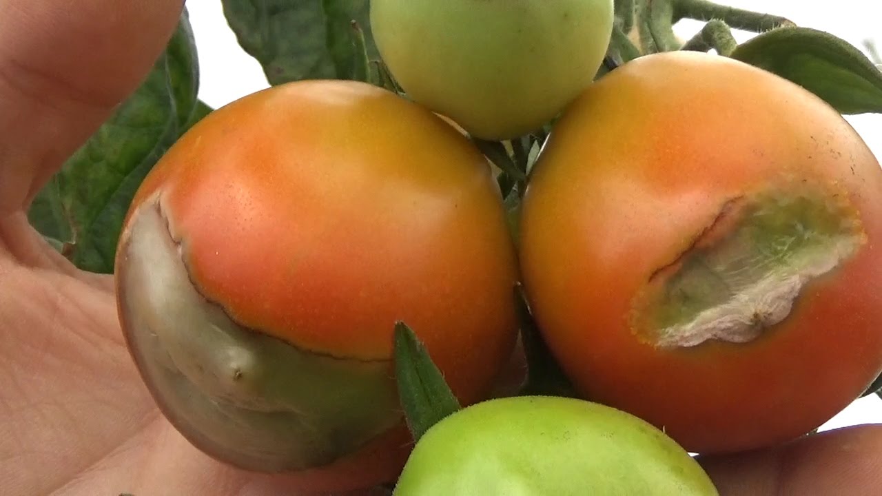 CALCIO,SUELO Y PLANTA PRIMERA PARTE