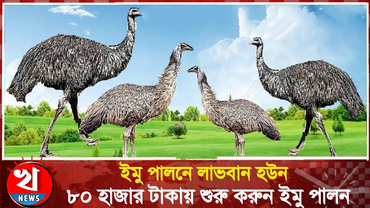 বেকারদের জন্য সুখবর | মাত্র ৮০ হাজার টাকায় ইমু খামার | অস্ট্রেলিয়ান ইমু পালন | latest news