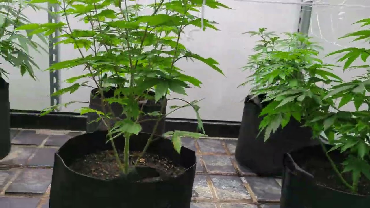 (3)Black Cherry Punch (3) Purple marmalade (2) Divine Frost