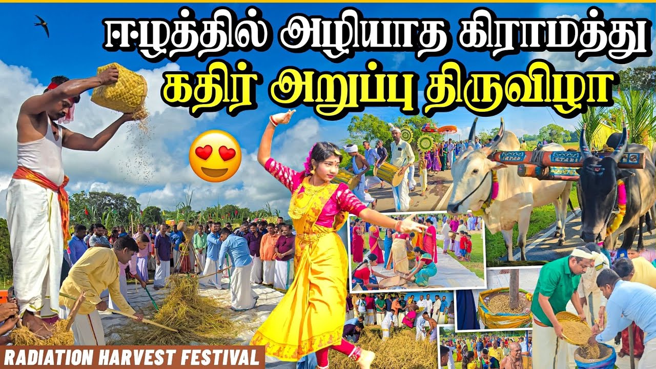 எங்கள் கிராமத்தின் அழகிய வாழ்க்கை முறை | கதிர் அறுப்பு திருவிழா | Rj with Kj