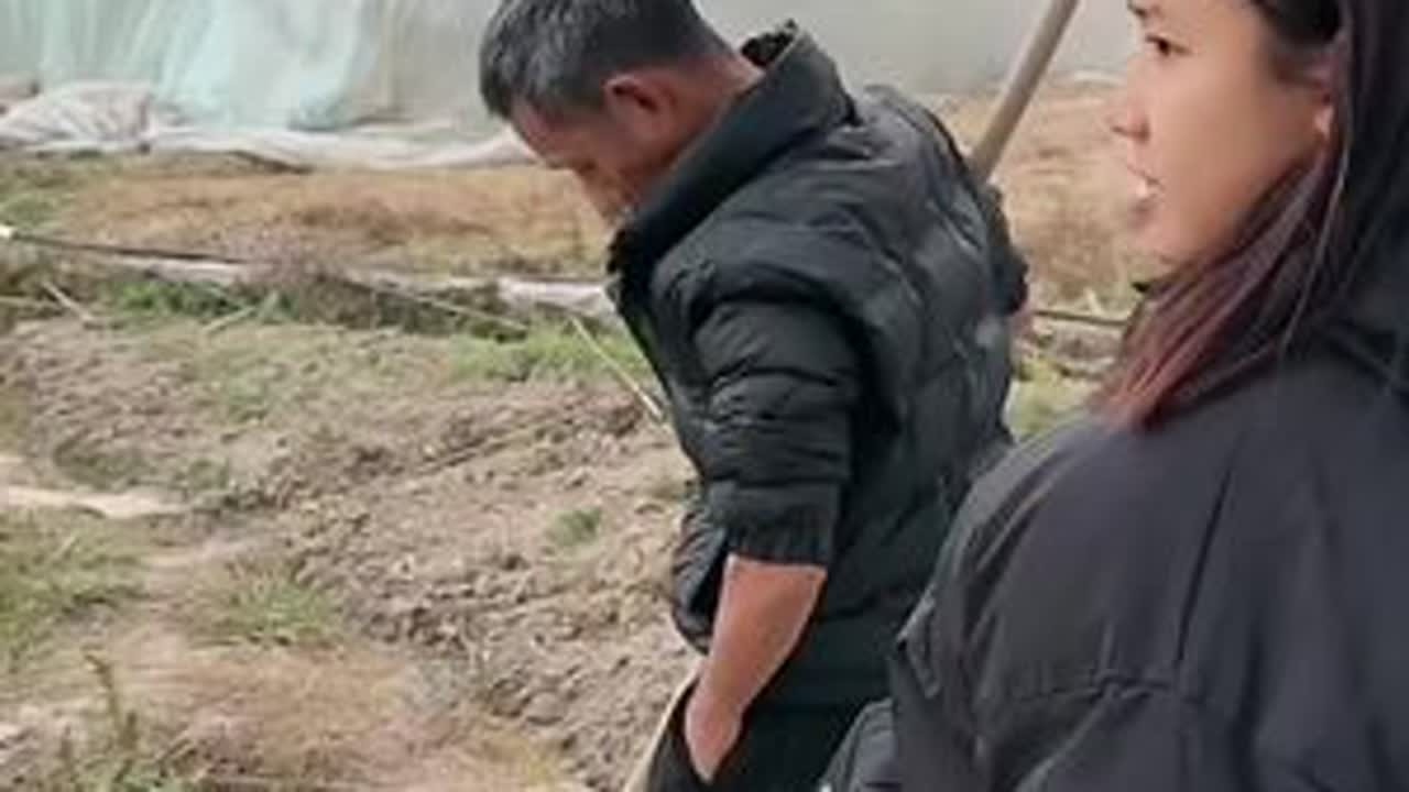 芋头烂在地里，牛妈背锅；勤快的牛爸种了一大片各种菜，根本吃不完，嫌老挝人太懒 #牛牛阿娜 #老挝媳妇