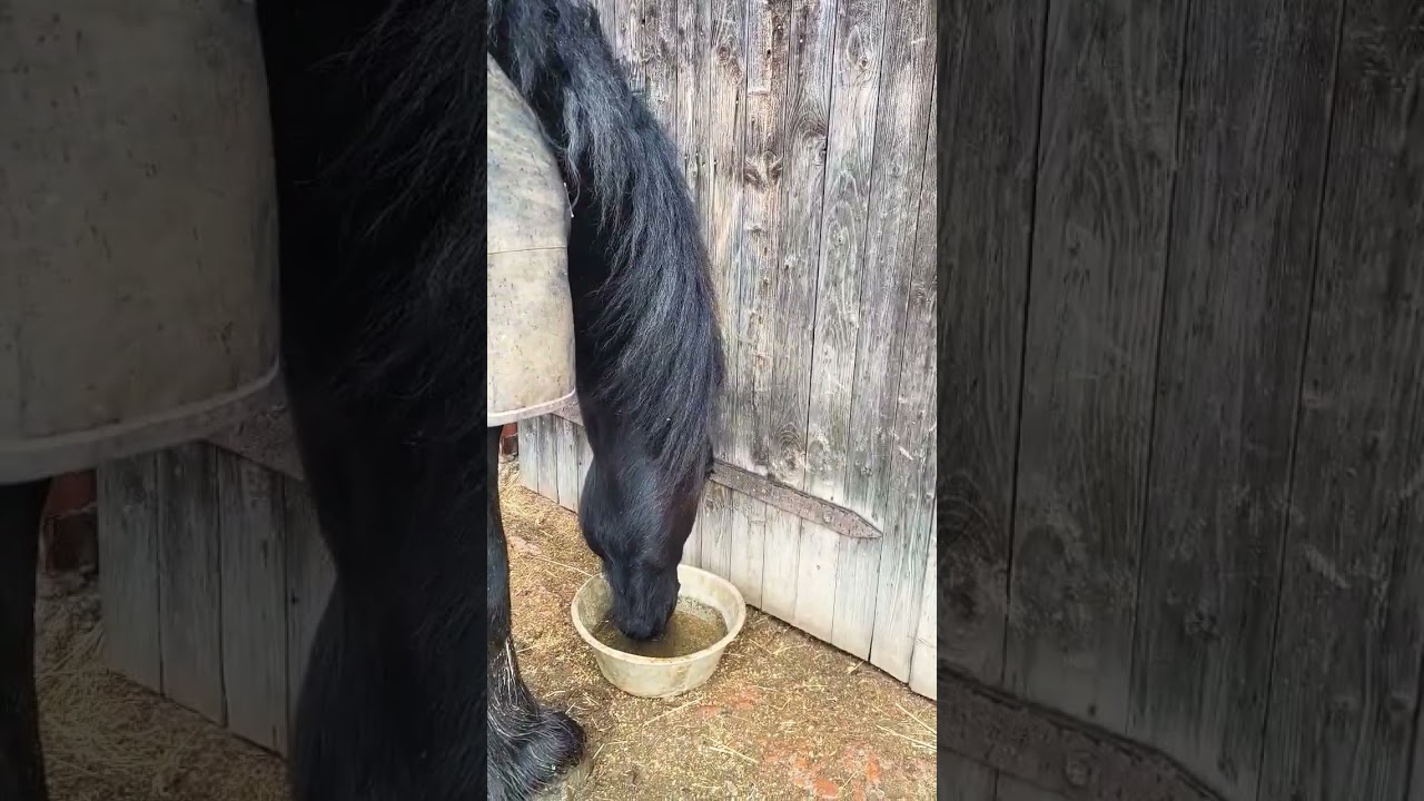 Mashtime 🍲 #shorts #horse #pferd #friese