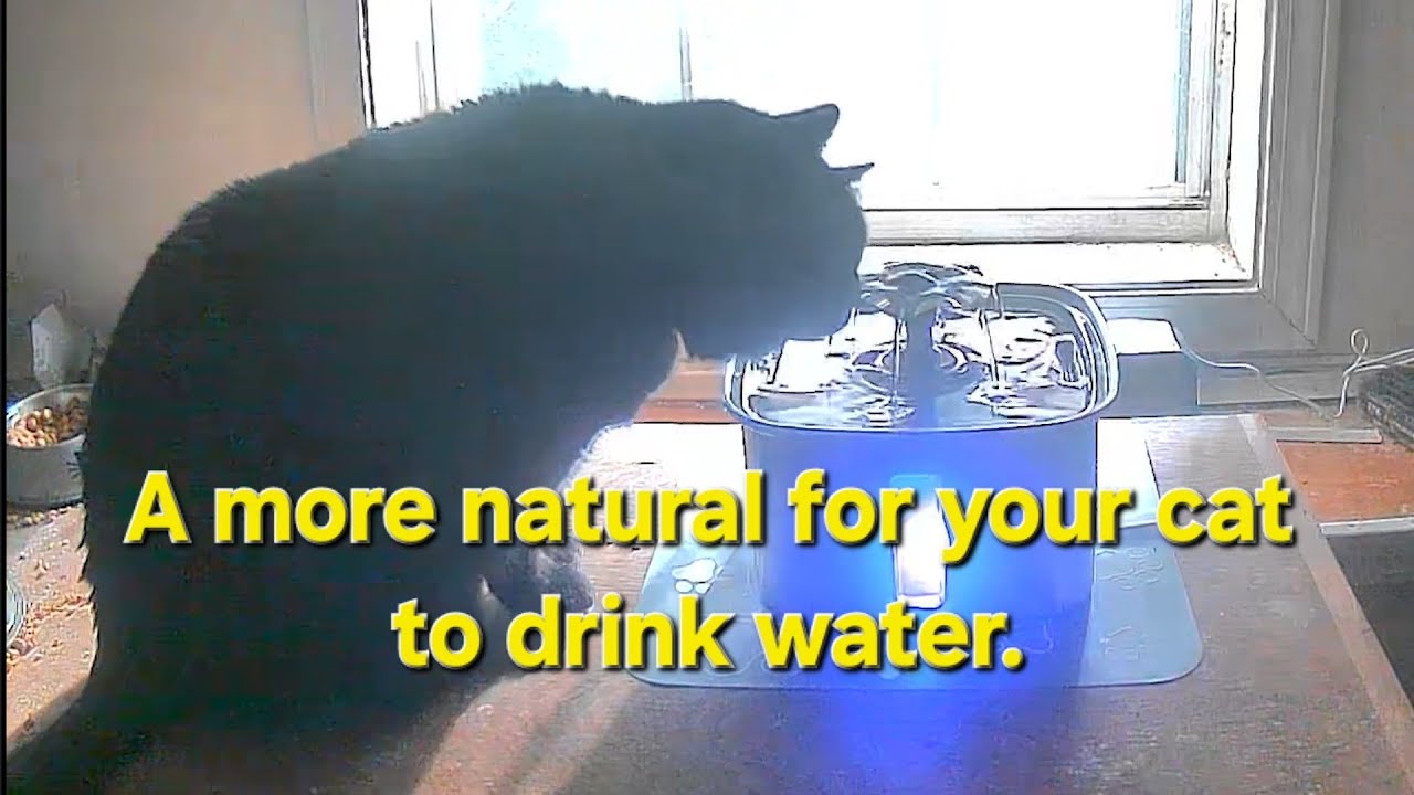 Установка фонтанчика для воды для домашних животных Veken и первые впечатления