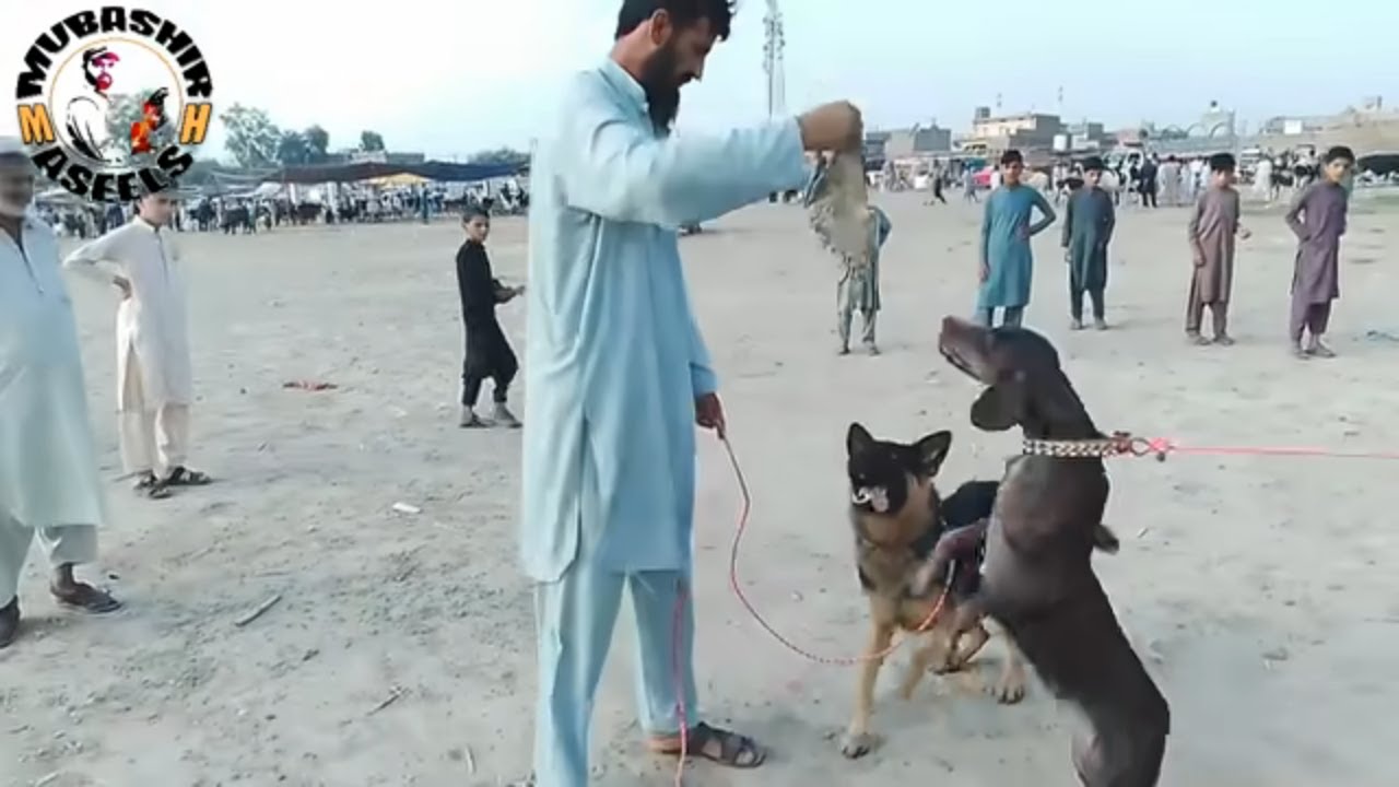 Dogs Shoo Maila 2021 | part 01