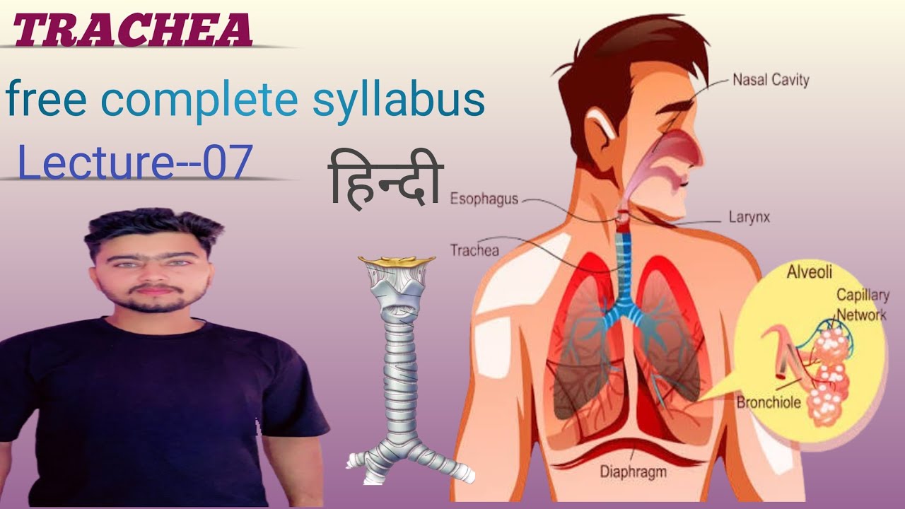 Trachea anatomy & physiology in Hindi | English | Structure | Function | lecture -07 | 