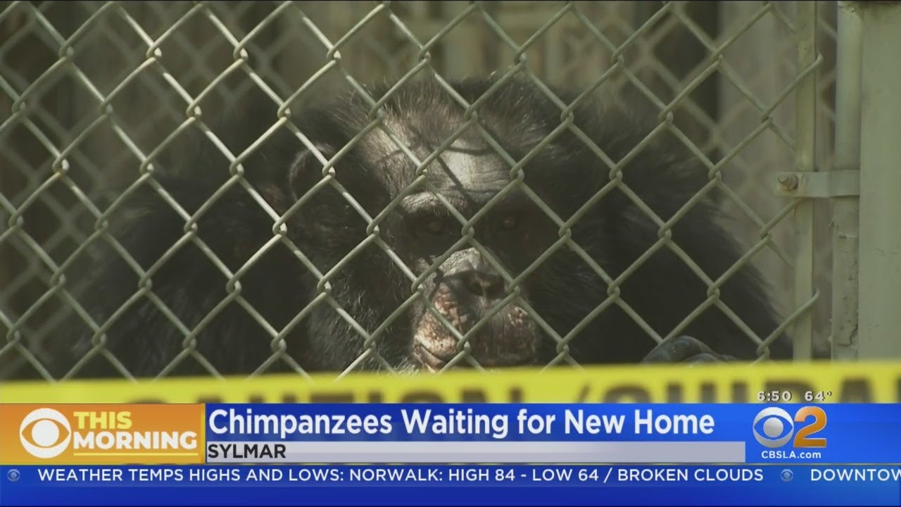 Dozens Of Chimpanzees Still Living At Shuttered Wildlife Waystation