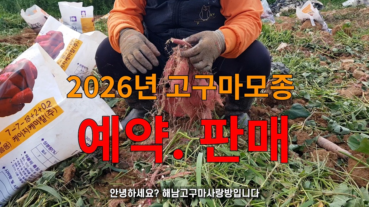 고구마 모종  예약 판매 꿀고구마(베니하루카) 호박고구마(호풍미) 밤고구마