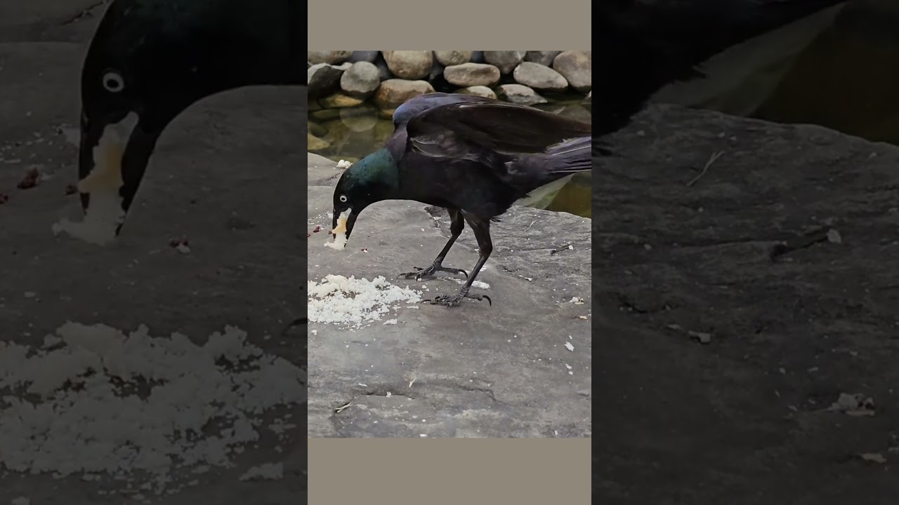 Wild Grackle Stocking Up 😀