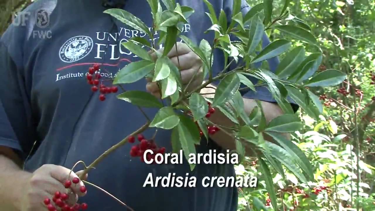 coral ardisia (Ardisia crenata)
