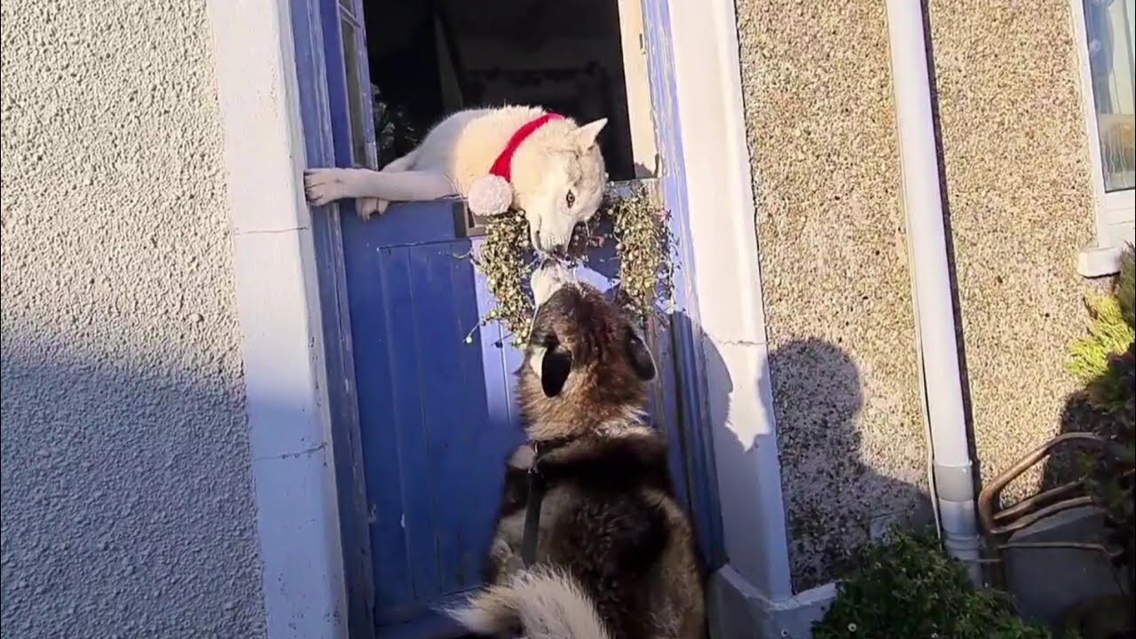 Husky goes into his Granny's house for the very First Time!