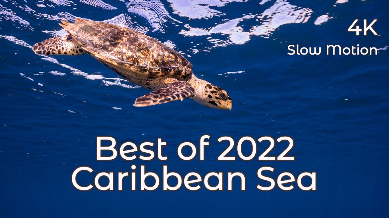 Best of 2022 - the Caribbean Sea | a 10-hour 4K Underwater Film in Super Slow Motion & ambient sound