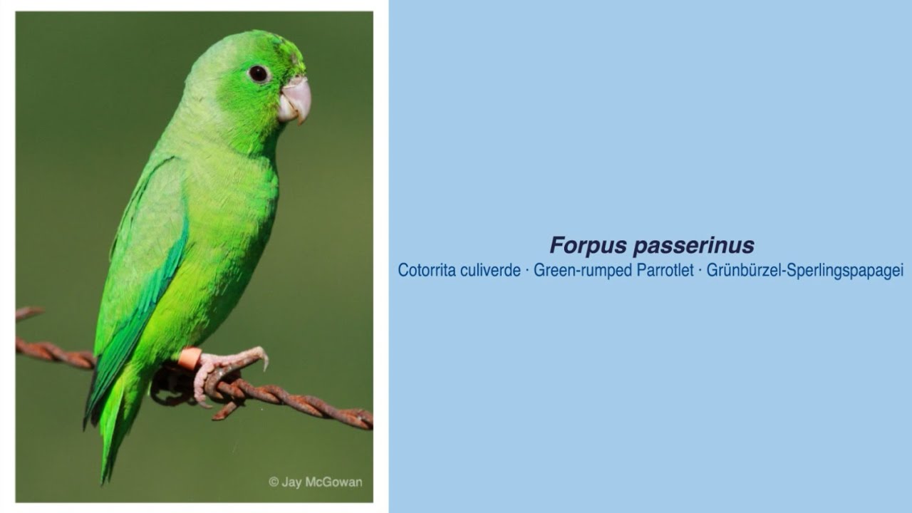 Video Encyclopedia of Parrot Species - #253 Forpus passerinus