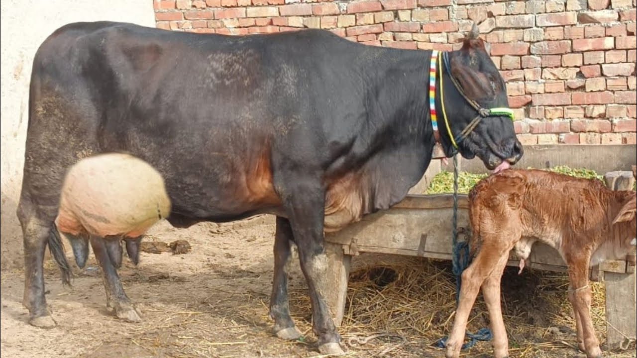 cholistani friesian cross cow (03198651951) on YouTube 19 January 2025