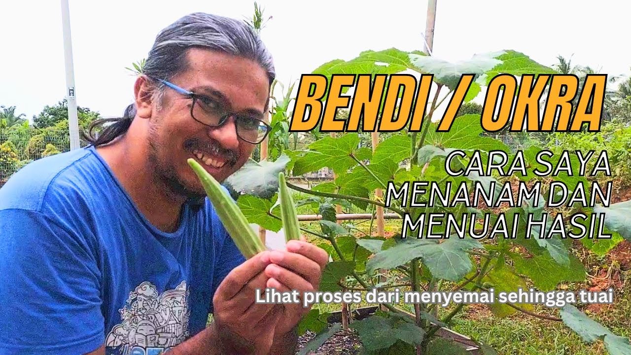Cara PENANAMAN BENDI dari Biji BENIH sehingga MENUAI #kebunditepirumah | Cara tanam