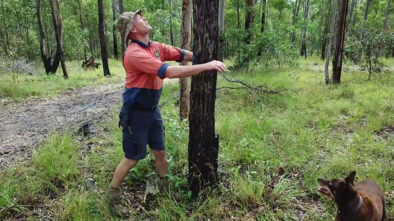 Forest Assessment