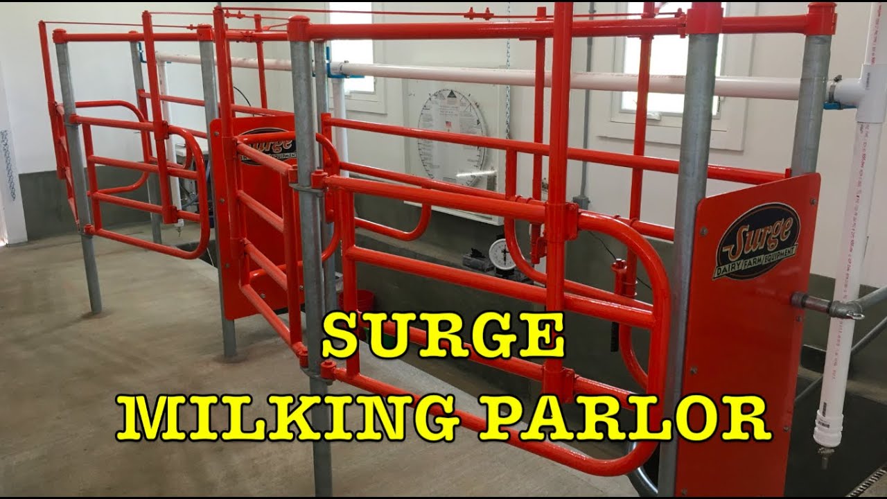 Surge Milking Parlor: Installed and Milking First Time! (Building Dairy Barn #16)