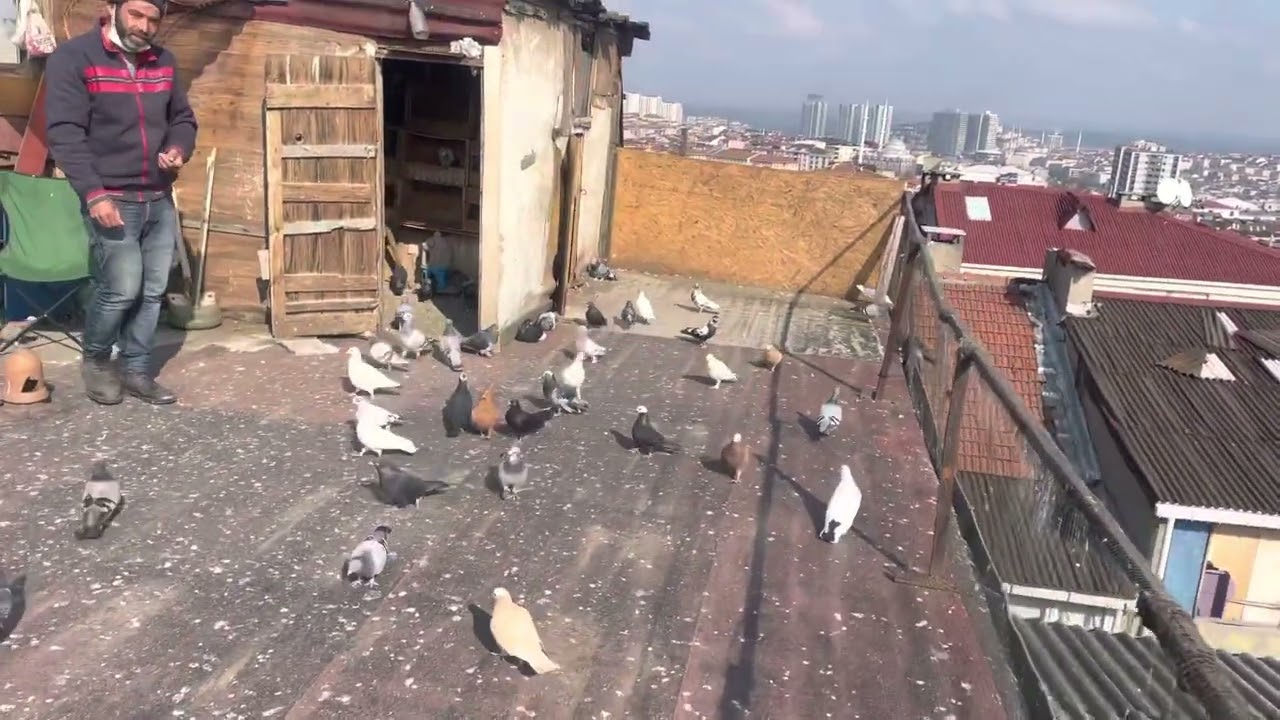 Şekeri dolaplıcı motor gibi dönüyor  yalakadık  isteyene sahiplendirilir