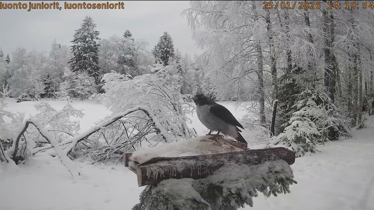 Luontoliven Petolintulive/Wild Birds of Prey, Finland, Northern Ostrobothnia 2026/01/25