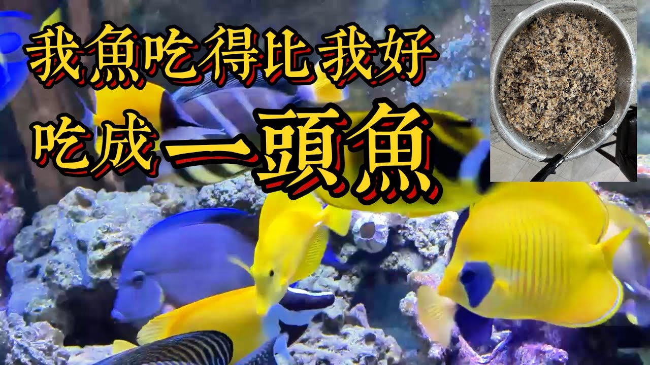 自己製作的魚糧既省錢又營養豐富，我的用料和方法。