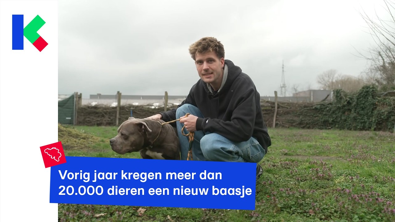 Vorig jaar kregen meer dan 20.000 dieren een nieuw baasje
