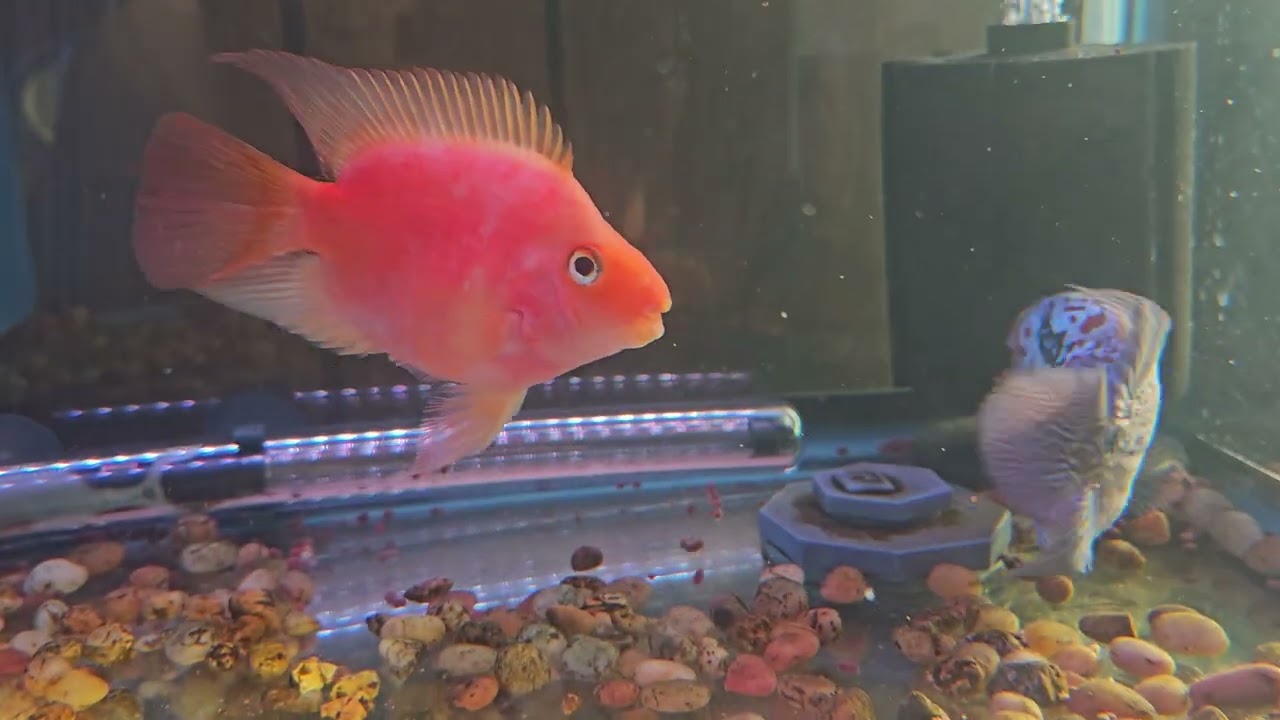 KML Kamalau Flowerhorn