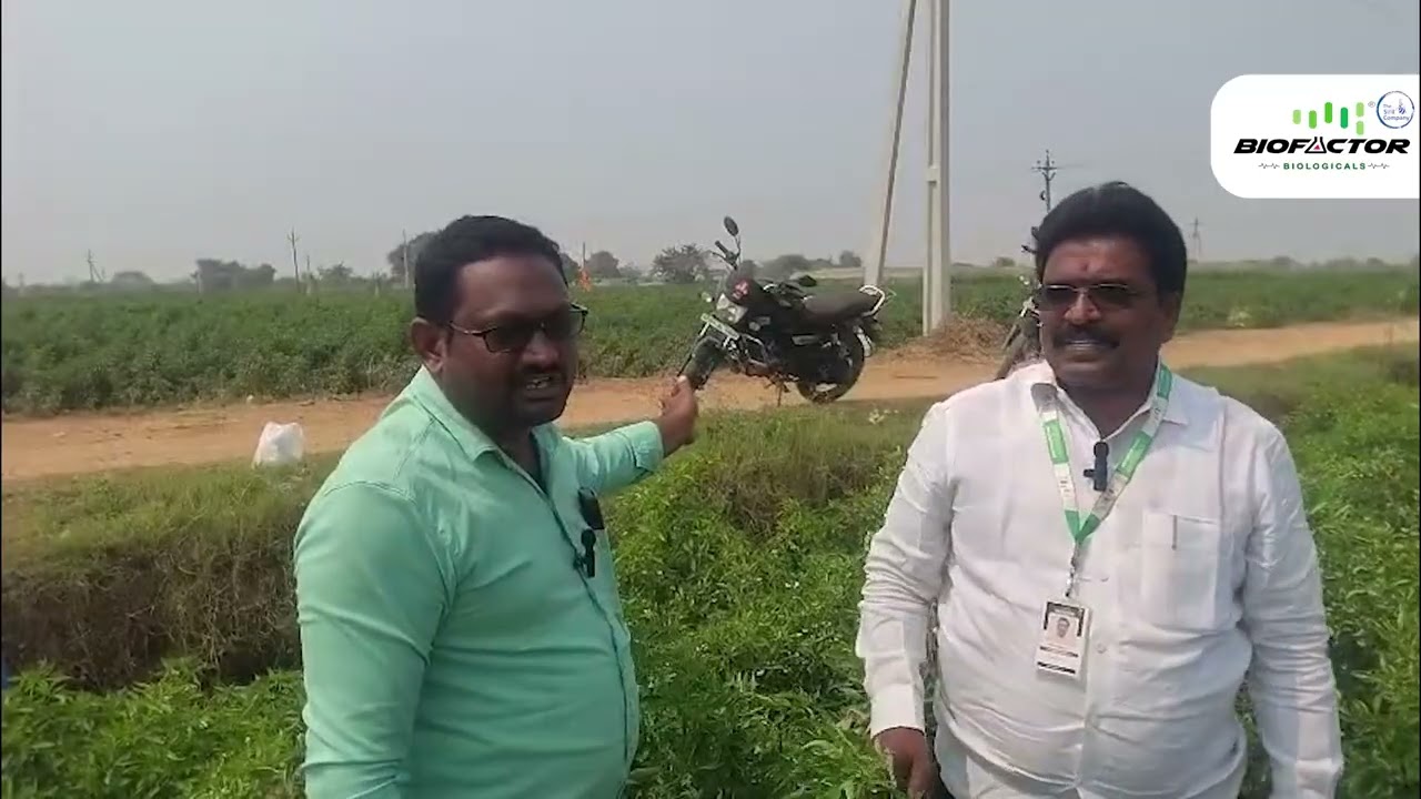 మిర్చిలో పెట్టుబడి తగ్గించి దిగుబడి పెంచడం ఎలా? | పల్నాడు మిర్చి సాగు - రైతు విజయ గాథ | #chilli