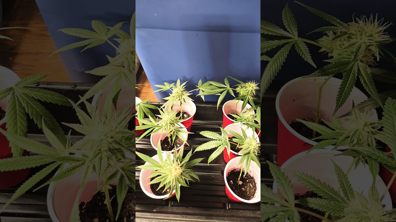 Monster cropped clones☆&iquest;☆!!! #supportyourgrower