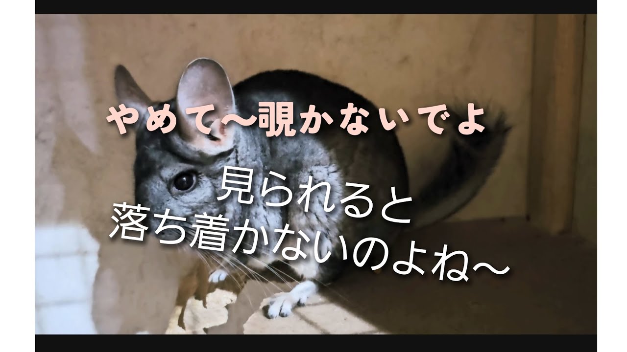 チョコの日々日記　　　　　　　　　　　　　お部屋の様子を覗いちゃお