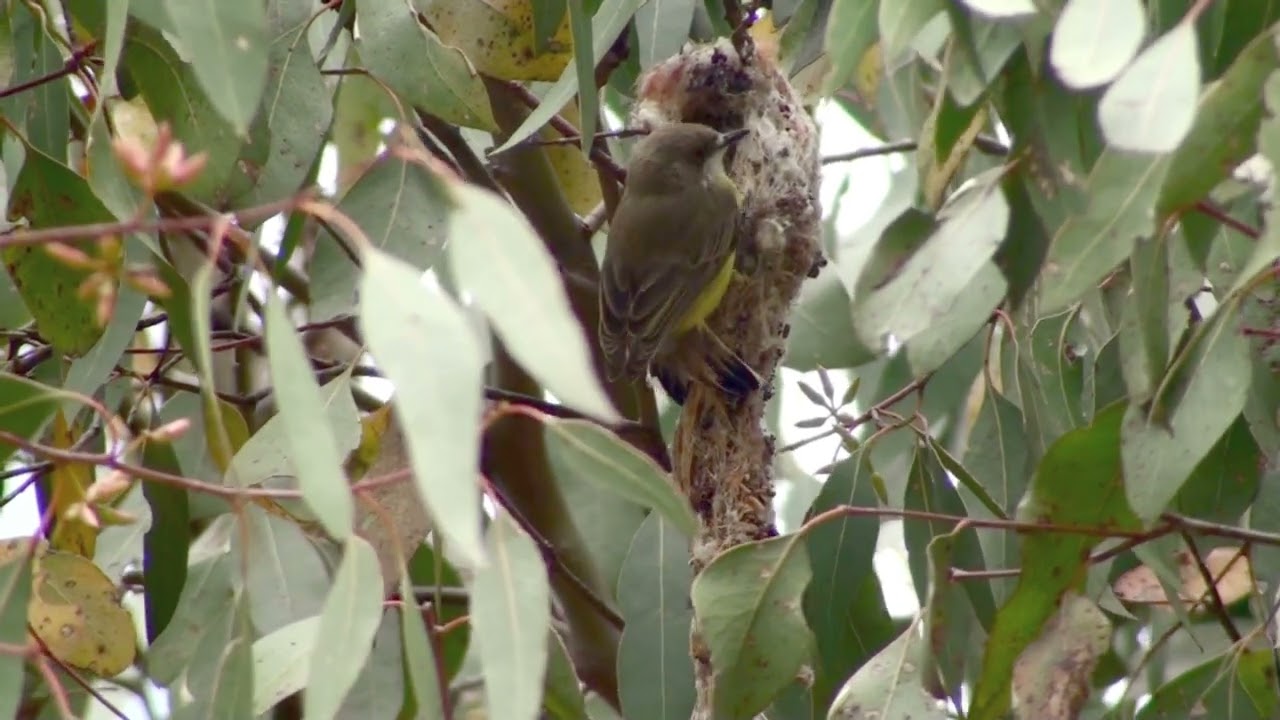White-throated Gerygone