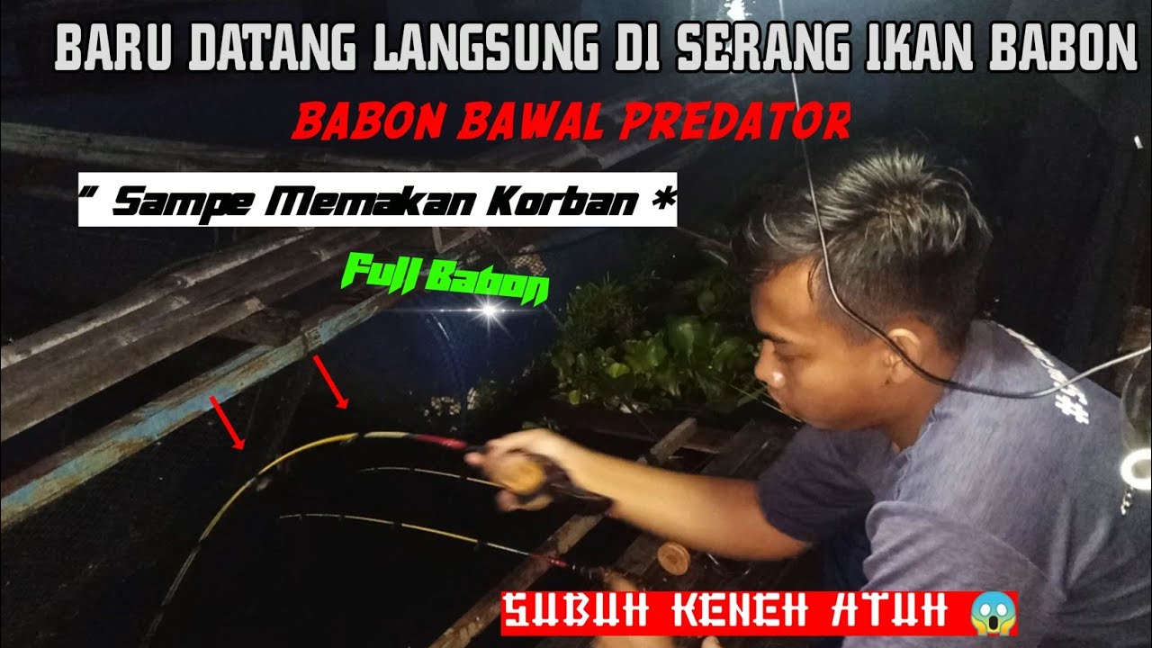 BARU SAMPE LANGSUNG DI SERANG IKAN BABON |~Sampe Harus Ada Korban~