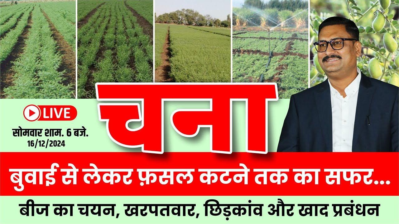 चना बुवाई से लेकर फसल कटने तक का सफर  chana buvai se lekar fasal katane tak ka safar