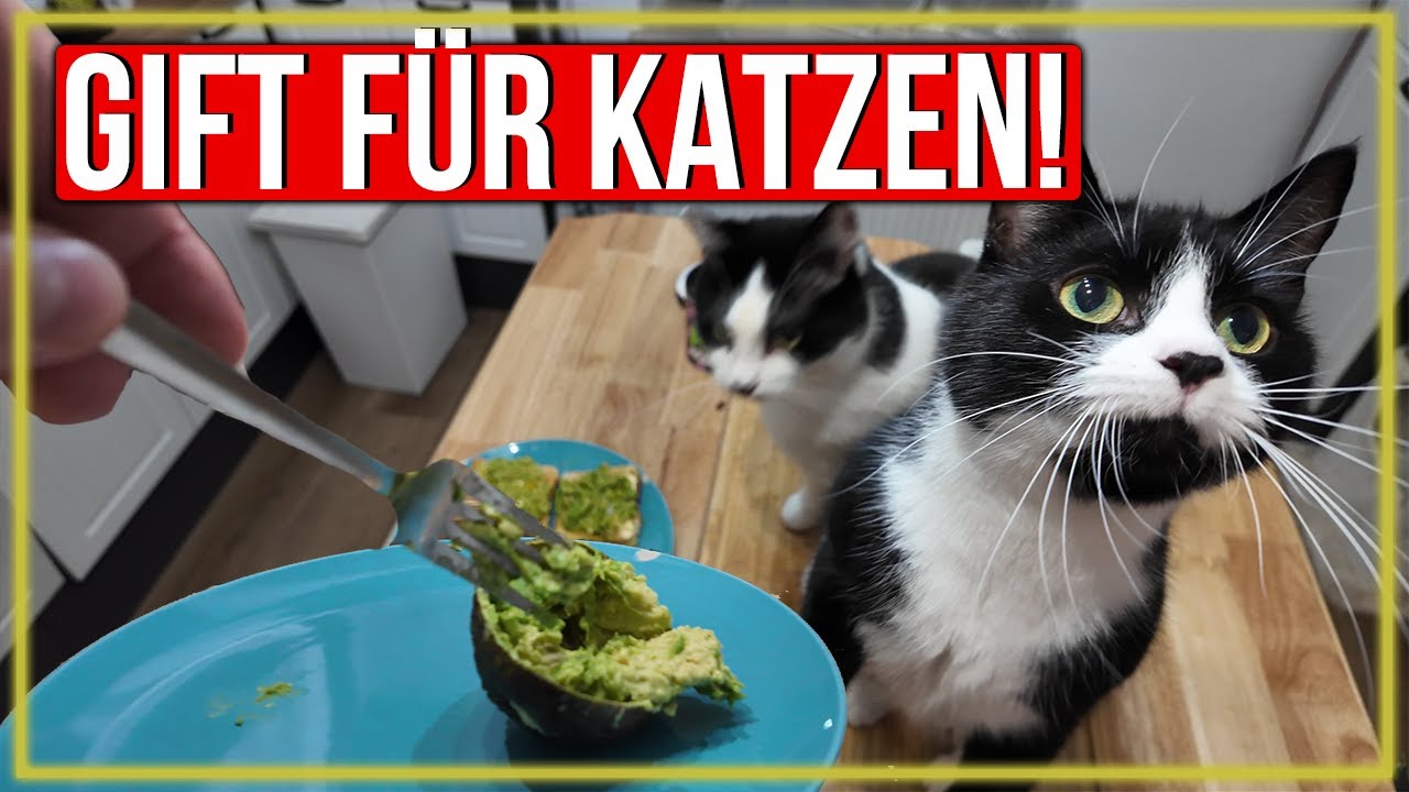 ULTRA GIFTIG 🙀 ! Das musst DU wissen wenn du Katzen hast 🫶