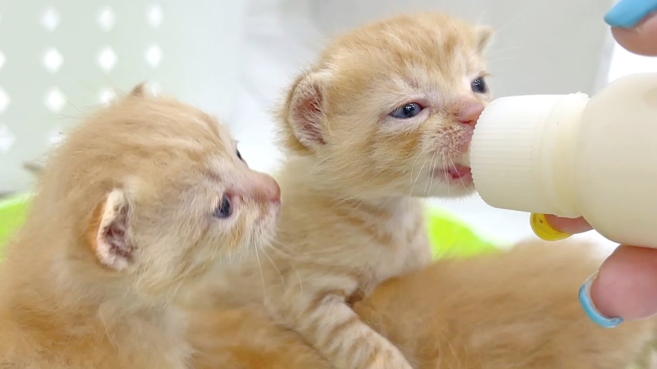 Котята дерутся за бутылочку с молоком - слишком мило, чтобы справиться!