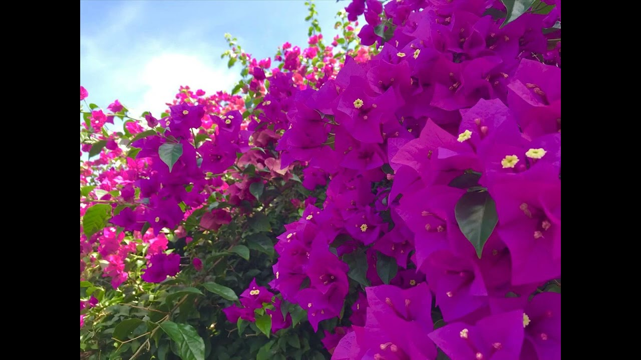 八丈島で見られる花など　(tumbalalaika)