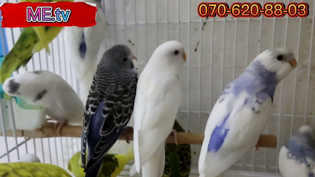 Tutuquşu satışı b&uuml;t&uuml;n rayonlara 0706208803 #mubarizemintv @mubarizemintv