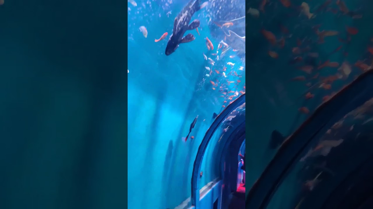 Jhansi mahotsav fish tunnel | #shorts #trending