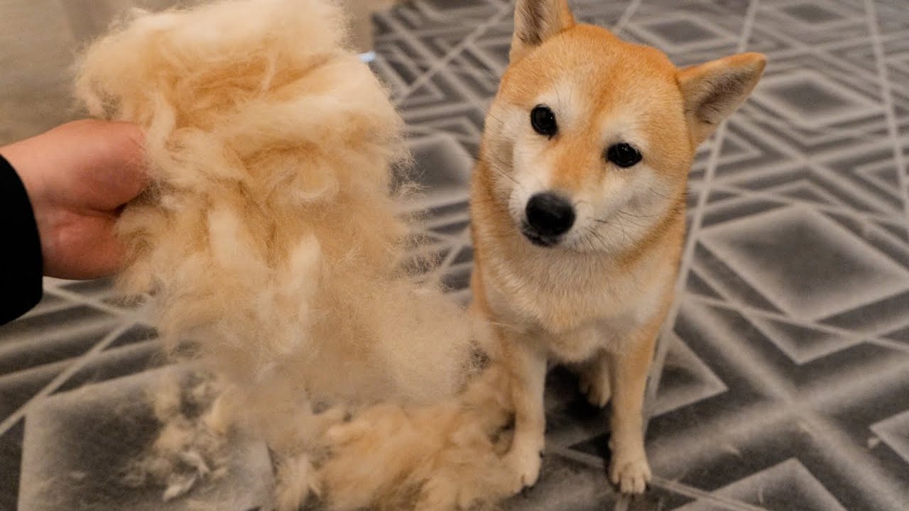 自分の質量を遥かに超える毛を生み出してしまった柴犬