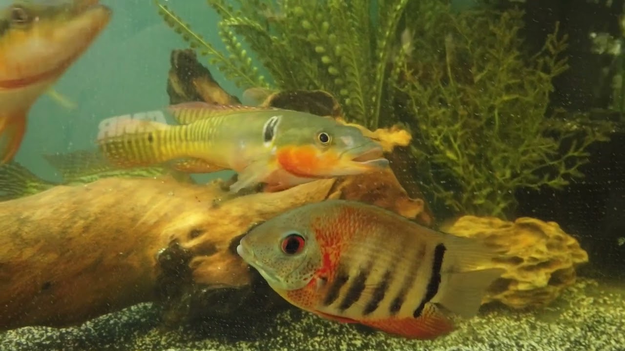 What Happened To The Pike Cichlids That I Rescued From Predatory Fins?