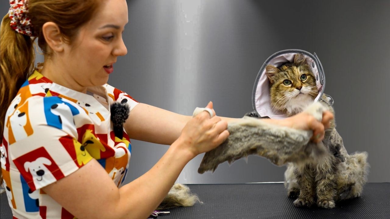 The Most Dangerous Cat Groom I've Ever Attempted