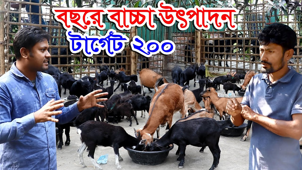 ভাই আমার অরজিনাল দেশি ছাগলের খামার আমার টারগেট | ১০০ মা ছাগল আর বছরে বাচ্চা উৎপাদন করতে চাই ২০০