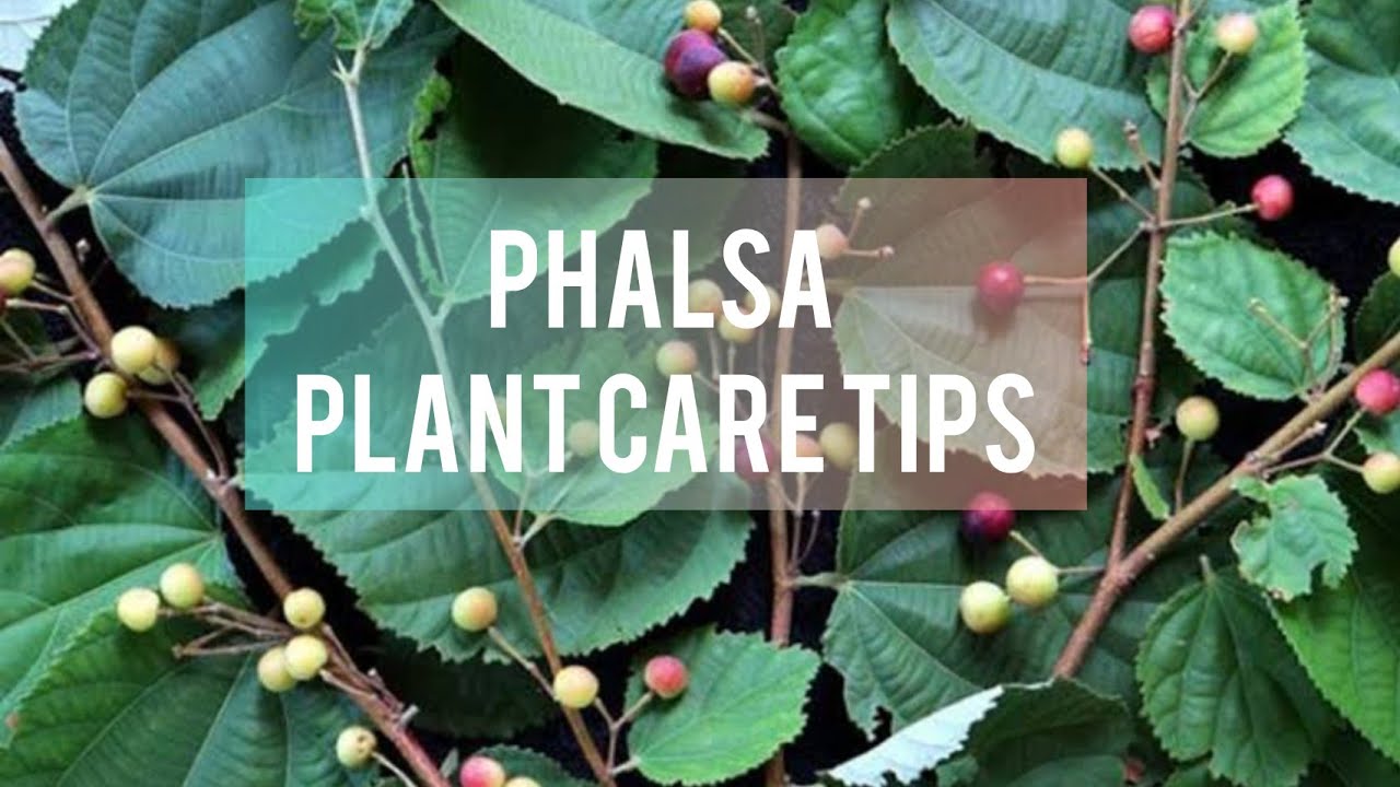 How to care and prune Phalsa plant / Grewia asiatica /फालसा के पौधे की देखभाल और छंटाई कैसे करें